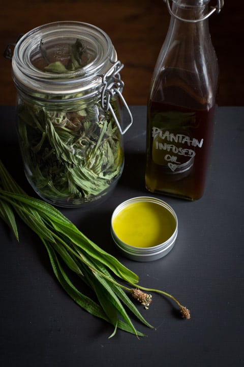 black background with a jar of dried plantain leaves, a bottle of plantain oil and a small silver tin of plantain salve