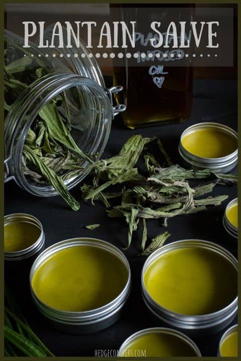 black background with a jar of dried plantain leaves and small silver tins of plantain salve