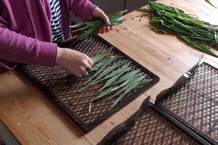 woman laying fresh plantain leaves out onto black dehydrator racks on a wooden kitchen bench