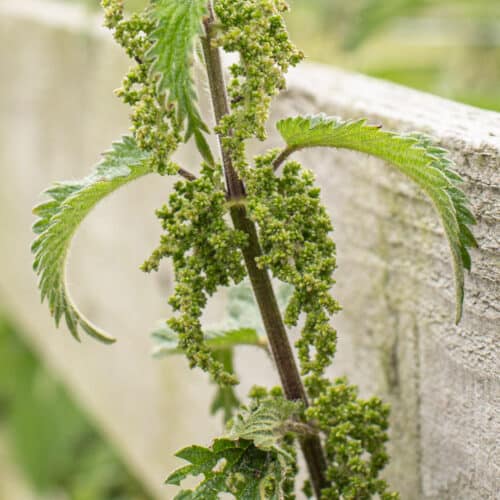 Stinging Nettle Seeds How to Gather Them, and Why You'd Want to The