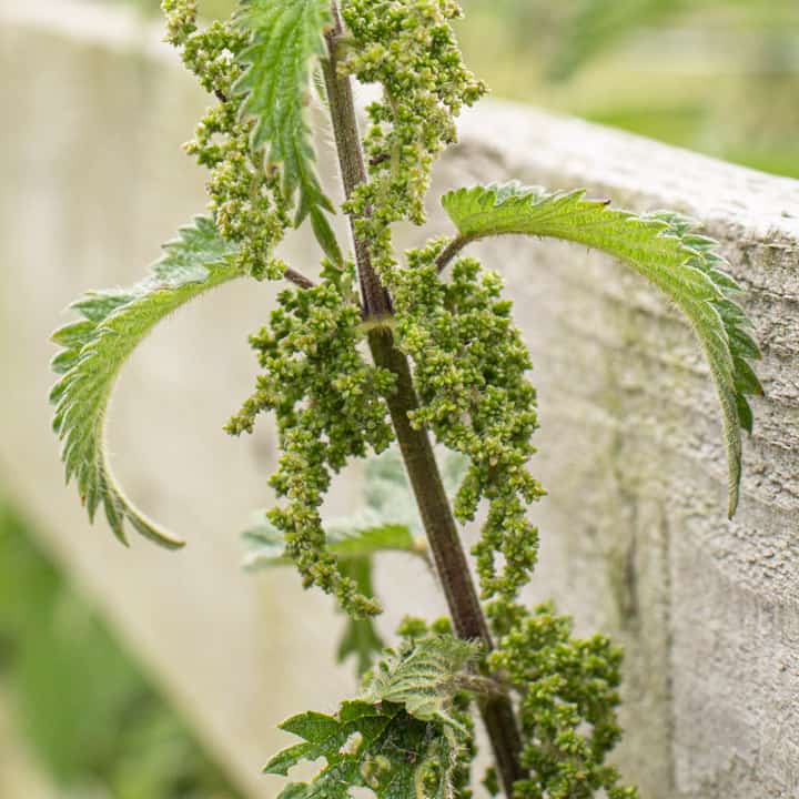 nettle seeds on a stinging nettle plant against a wooden fence