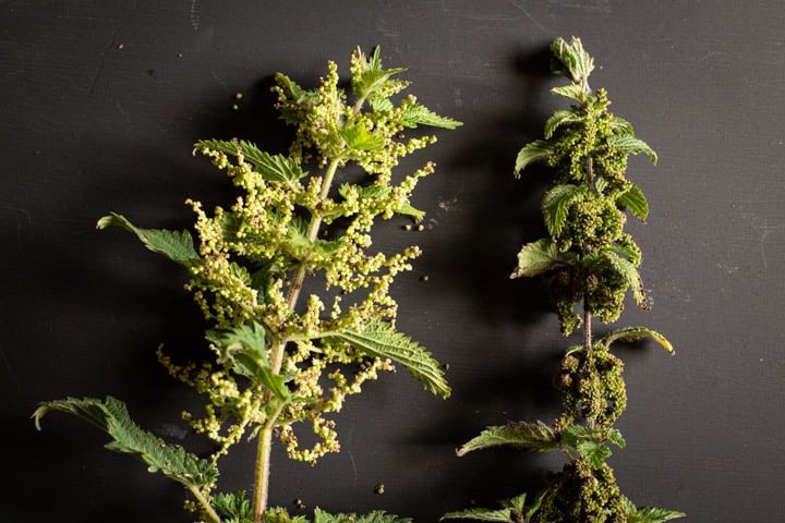 Male and female stinging nettles on a black background