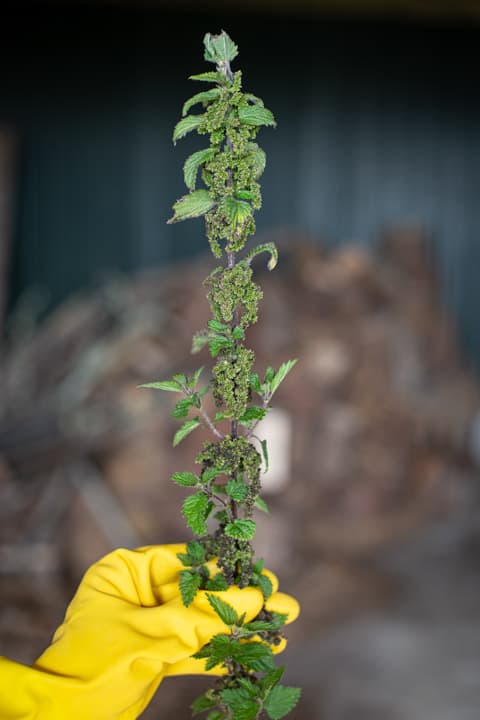 hand in yellow rubber glove holding a stinging nettle