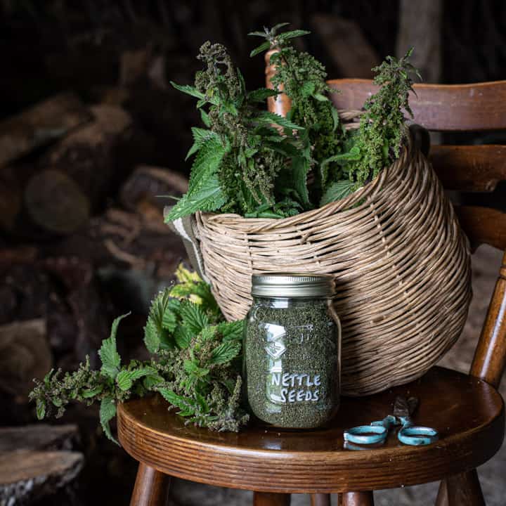 wooden chair with wicker foraging basket filled with stinging nettles and glas jar filled with dried nettle seeds