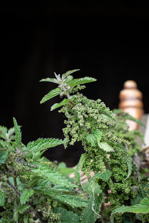 stinging nettle head ripe with seeds