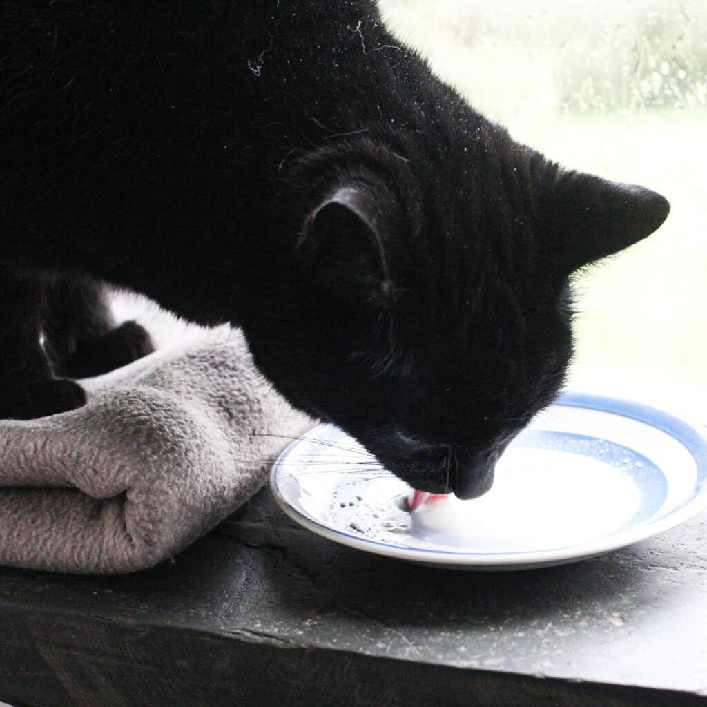 Black cat licking cream from a blue and white saucer