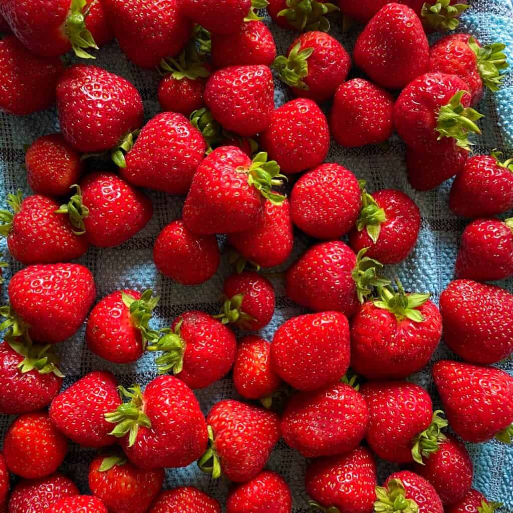 Blue cloth covered in fresh red strawberries