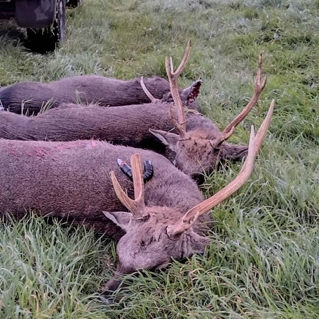 Three dead sika deer on green grass