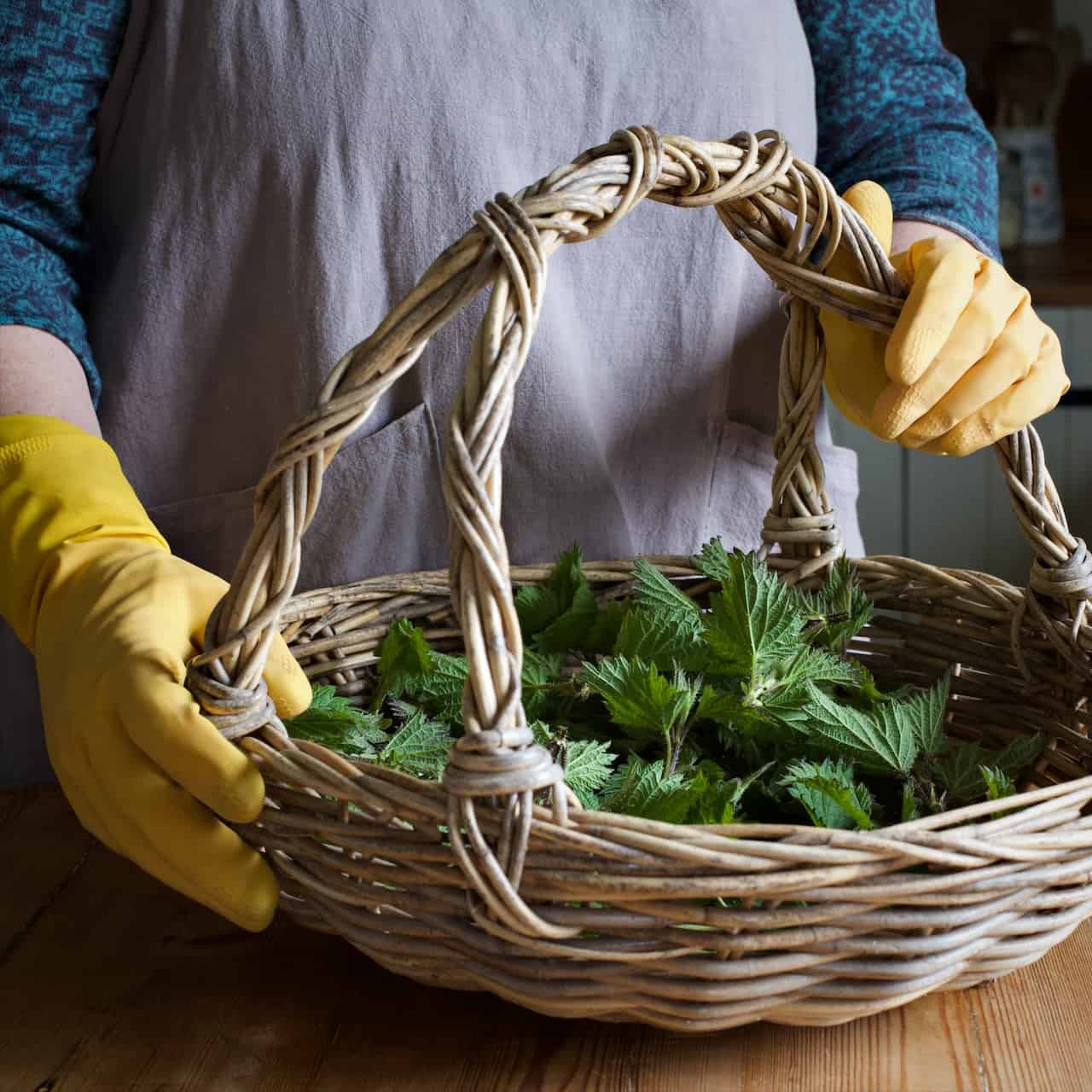Woman earring bright yellow washing up gloves holding a wicker basket of fresh stinging nettles